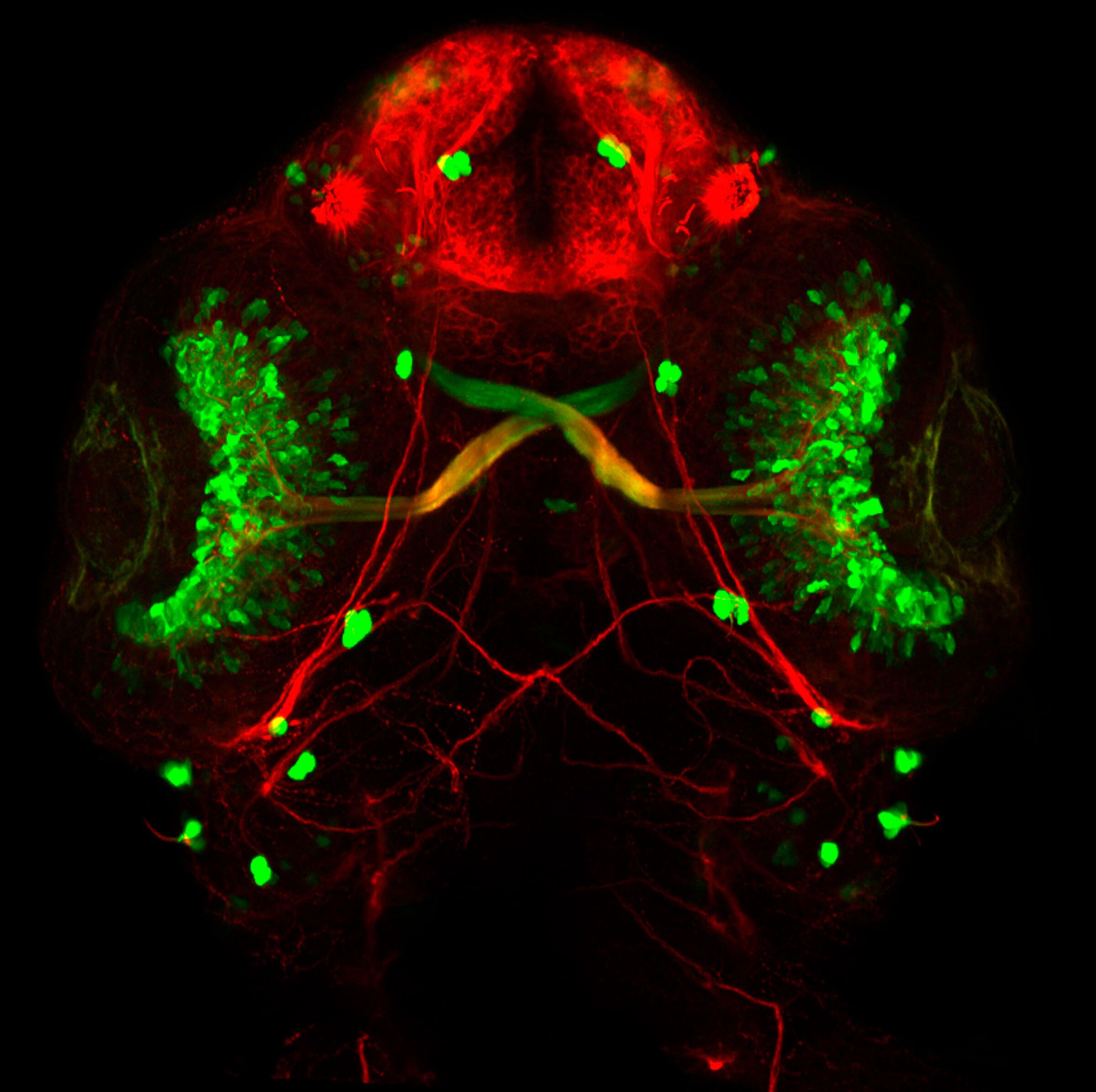 A fluorescence micrograph of a zebrafish embryo head, with neurons labelled in red and green against black, roughly symmetrical about the midline.
